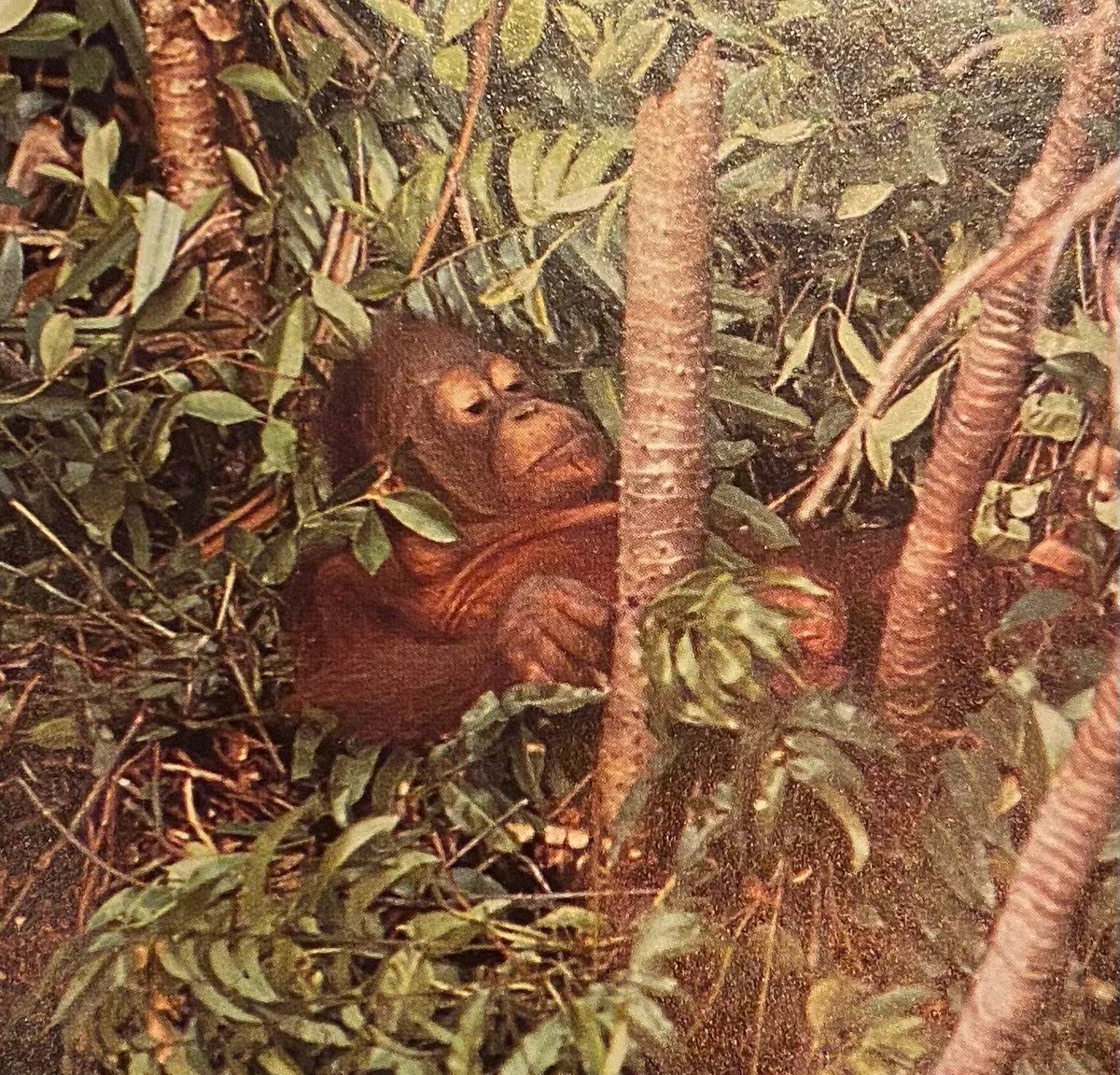 DailyMonkeyApe's tweet photo. im chillin' this saturday. https://t.co/PWFtDUS41W