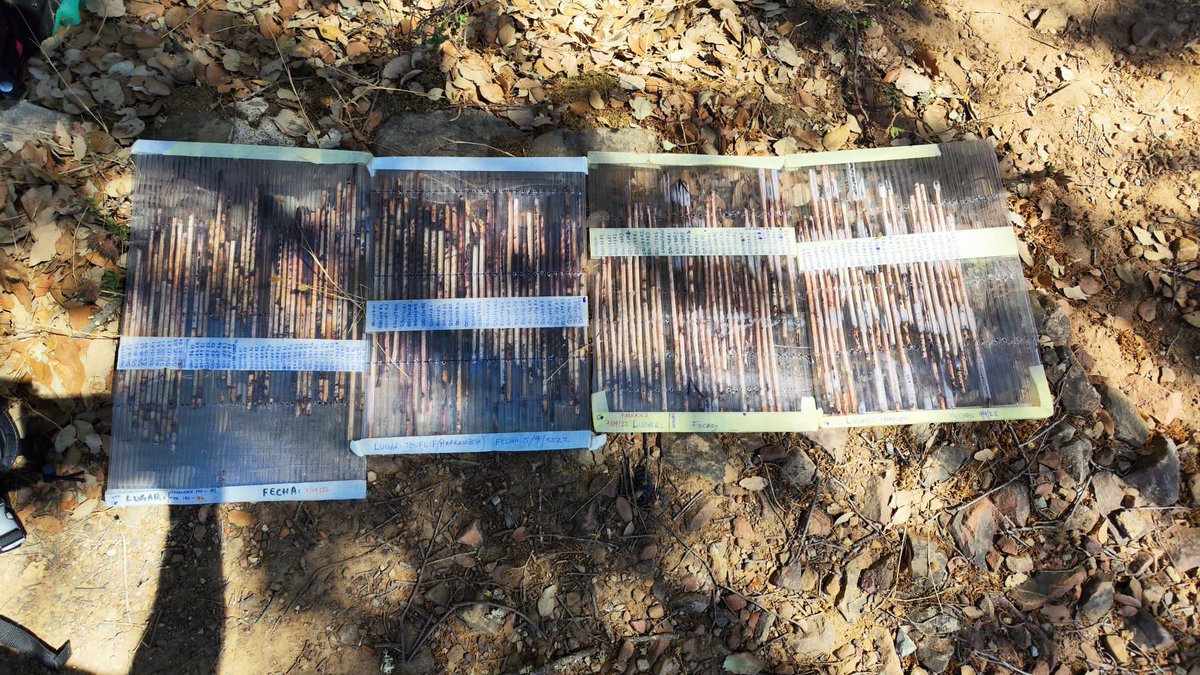 L_Matias_'s tweet photo. The #MOROCCOFIELDTRIP2022 has finished. It's been an intense but very fruitful week. We sampled some cork oak populations over its southern distribution range for the #MEADCLIM project, collecting over 130 tree cores, but also many other samples 👇 https://t.co/XlqIvzw8eh