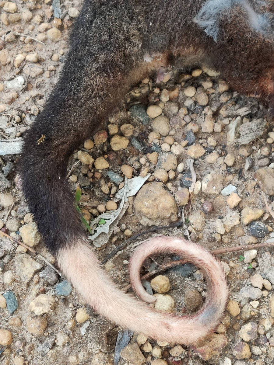 MissT2020's tweet photo. @tanya_plibersek stop approving environmental vandalism for a ring road.  Stand-up and represent your portfolio. You are Minister FOR Environment, but behave as Minister AGAINST Environment! #savegelorupcorridor #buildabetterborr #austpol https://t.co/buaBaVJmaW