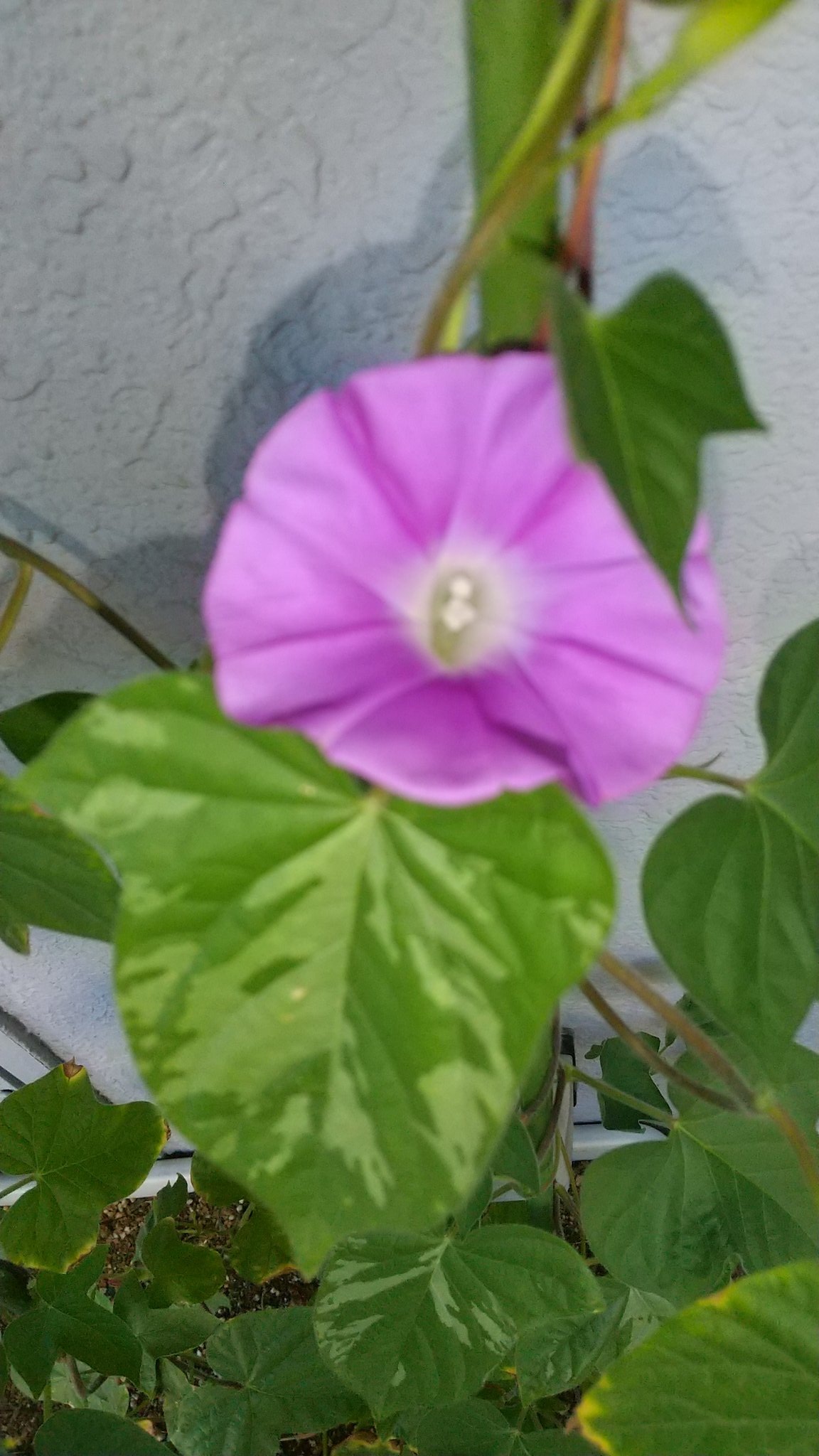 ご近所の花 Twitter 搜尋 Twitter
