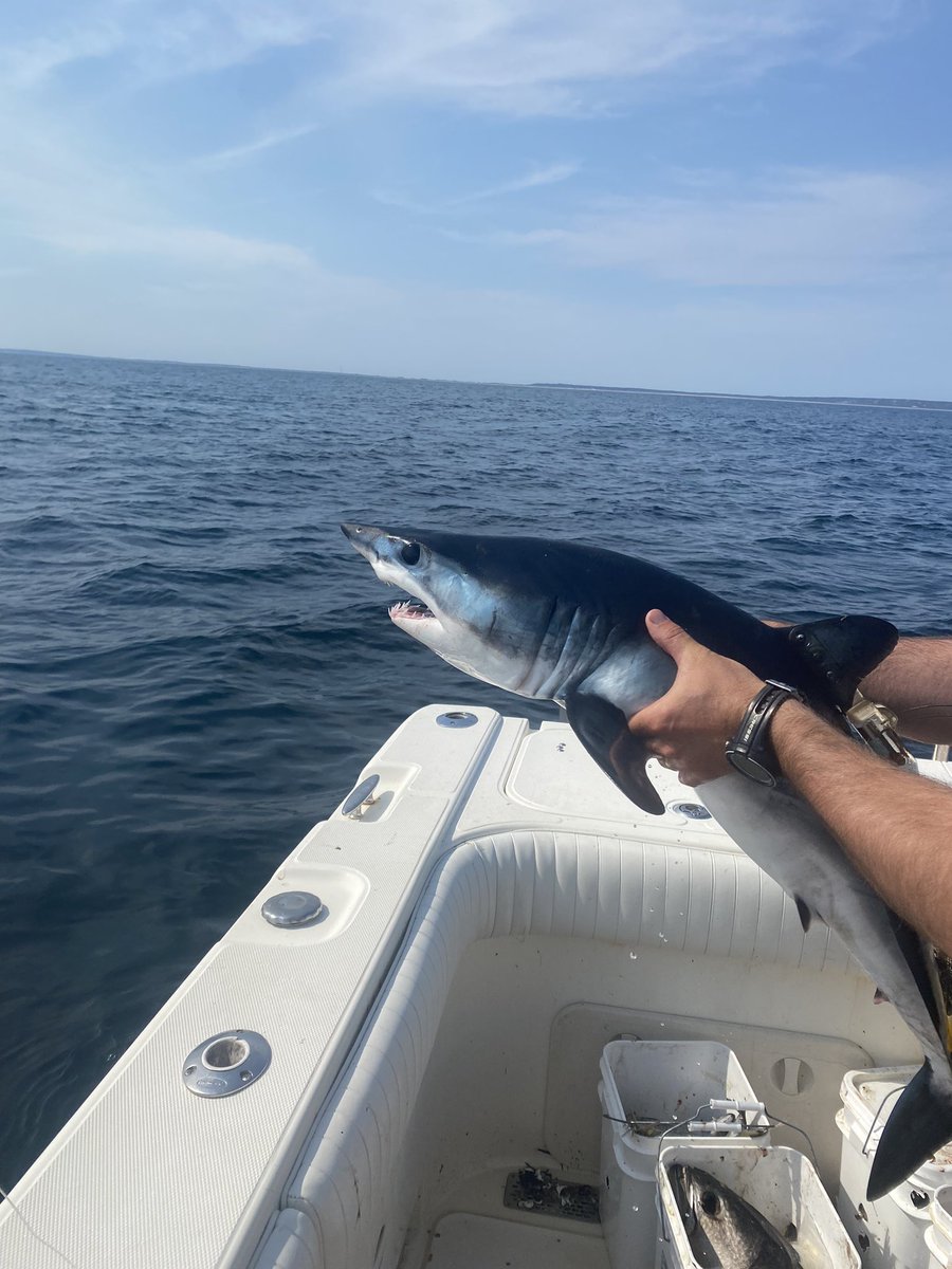 TheSharkDoctor's tweet photo. Our team tagged another #shortfin #mako shark pup today!  This is incredibly exciting and we are looking forward to what this little female teaches us!  Again, we are using a much less invasive satellite tag and sharks are handled safely and quickly, with hooks removed. #montauk https://t.co/RZ6xsDYjoD