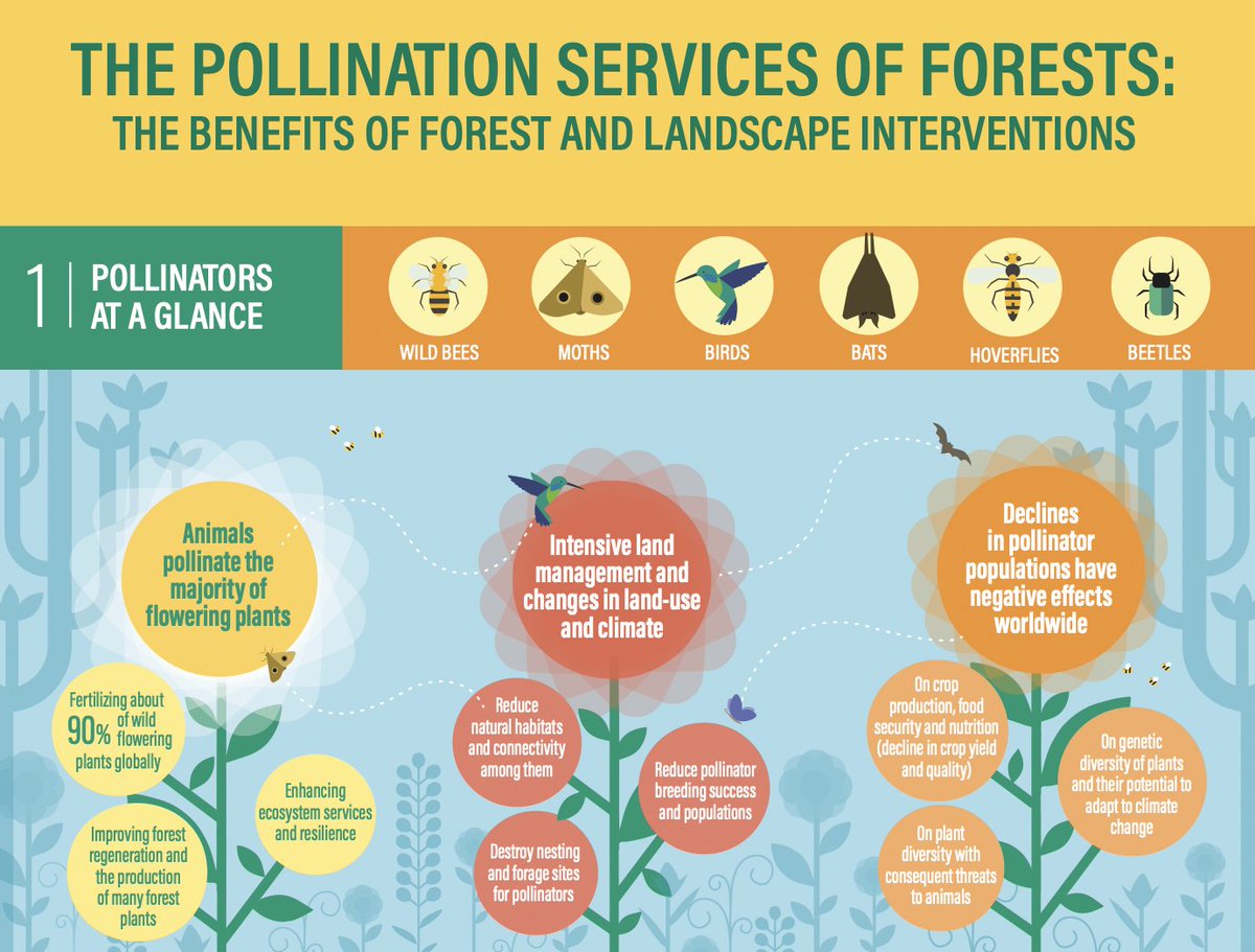 theGEF's tweet photo. Of the 1,400 crop plants grown around the world, almost 80% require #pollination by animals 🐝🌸🦇

An @FAO inforgraphic highlights the importance, at the forest and landscape scales, of employing pollination-friendly management practices: https://t.co/q2Hn7Jmhjb #ForNature https://t.co/QzM9eT7lcM