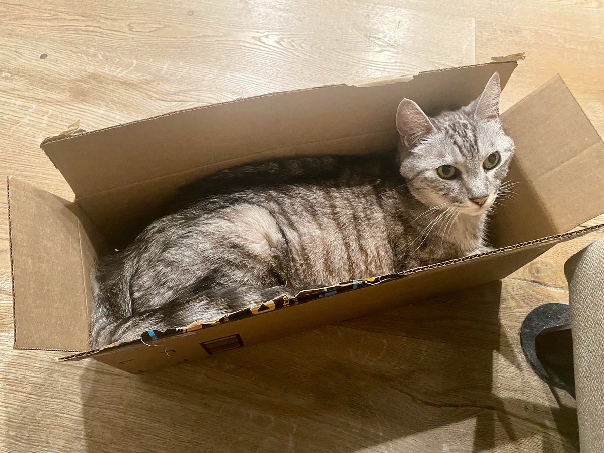 The cat I ordered arrived! Perfect size. #ifitfitsisits😼 #gary #tigertabbytwins #tabbiesofinstagram #boxcats