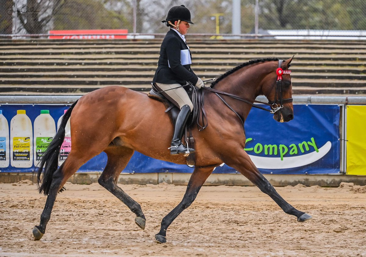thefifi's tweet photo. Precedence 
2022 Royal Adelaide Show
Lap of honour after winning my riding. JB getting his big trot on ❤️❤️

#precedence #offthetrack #lifeafterracing #raced #cuphorses #troton #scf 
Photo credit Lisa Gordon https://t.co/sbvOYqwW6G