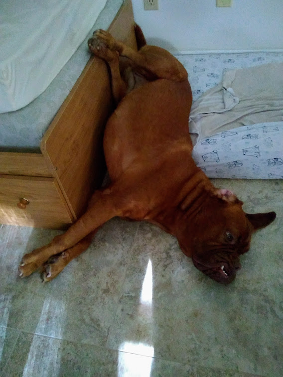 LEXI THE DOGUE tweet media