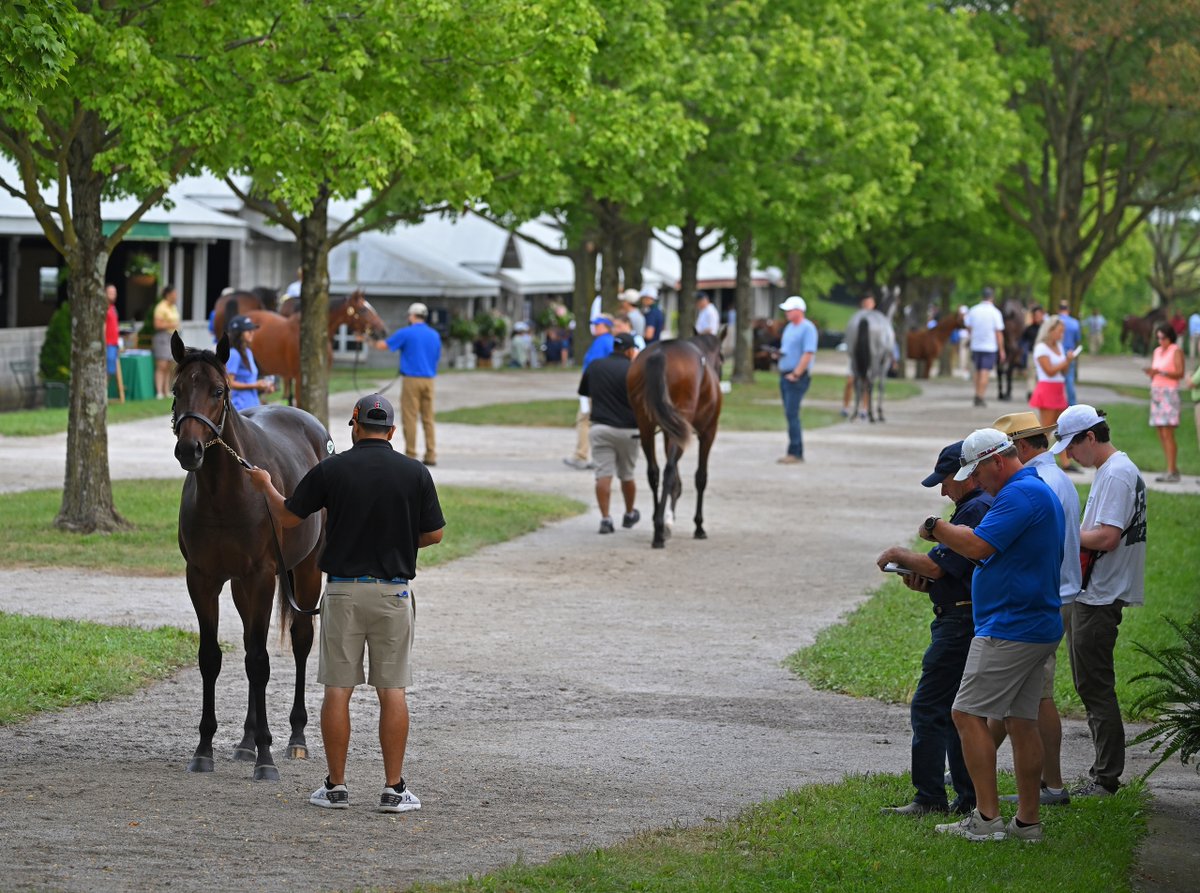 BloodHorse's tweet photo. The best and brightest of the Thoroughbred world have descended upon Lexington for the #SeptemberSale, @keenelandsales' selected yearling sale, and the buzz is building for the Sept. 12 opening session!

WATCH ON BH+ → https://t.co/jUqbOucp9i

📸 @BH_AEberhardt https://t.co/aMjiUnsk9r