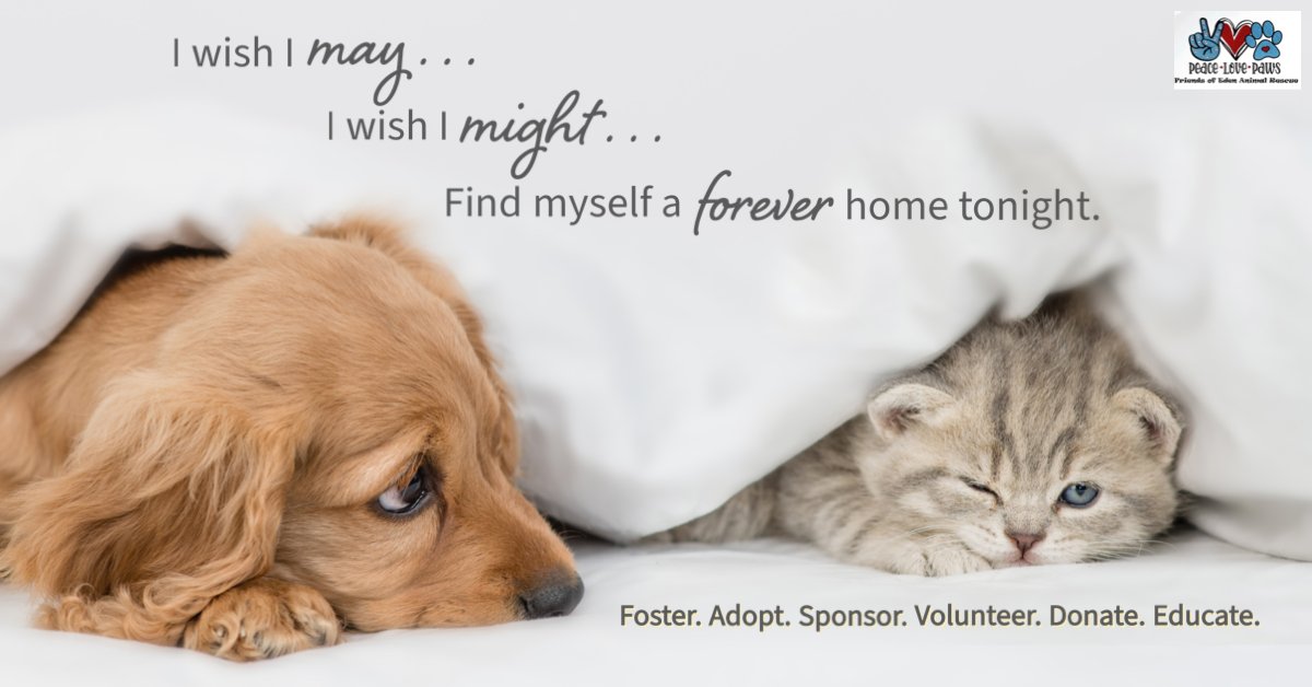 Adopt ♥️
Foster 🧡
Sponsor 💛
Volunteer 💜
Donate 💚
Educate 💙

#adoptaahelterpet #bestfriend #dogs #cats