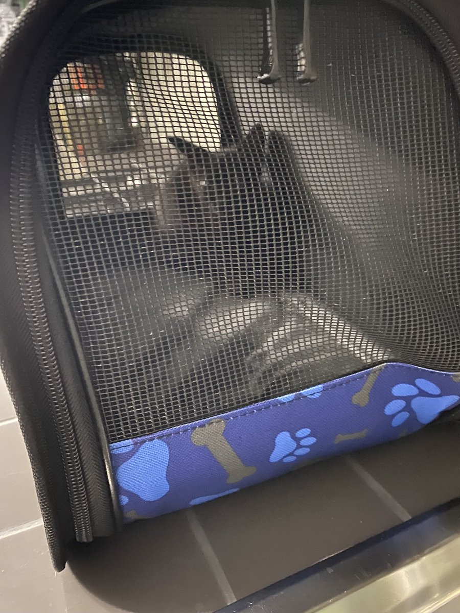 shyvness's tweet photo. @XFelpatoX @KookieN00na Concludo con la foto degli ultimi due presi a metà agosto. (Il nero è quello sotto cura, affianco quello che cerca adozione). https://t.co/YroXEEY7UE