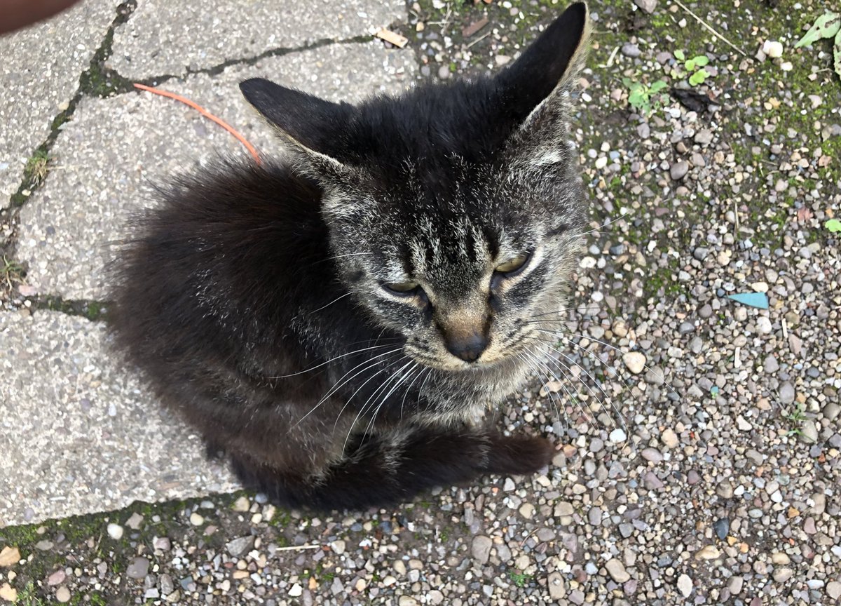 egpkpioneer's tweet photo. Its Caturday and yet again I met Nugget today for a wee and very very gentle ear rub on my way to work. Looking up at the camera just wasn’t on the agenda though #caturday. @thechrisbarron #cats #catsoftwitter #notmycat #hesmyneighbour #owlears #cat #catsofengland https://t.co/deLr0R5FGJ