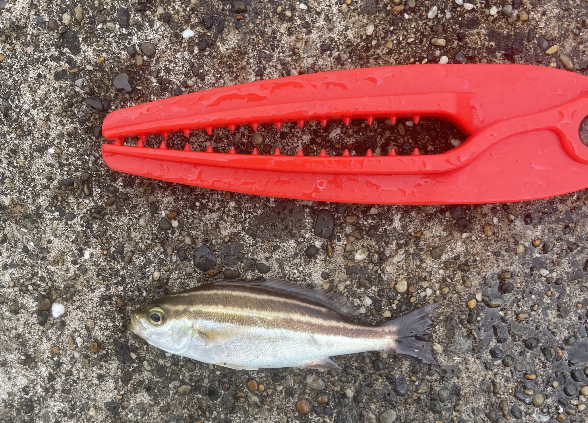 魚の名前 Twitter Search Twitter