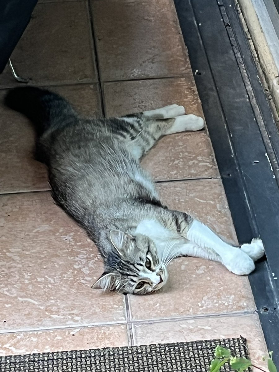 ElenaKSays's tweet image. New #Caturday Friend…but then my lovely little Wildcat brought her boyfriend, Dusty, and lost privileges. Ah well, always love… #straycatstrut