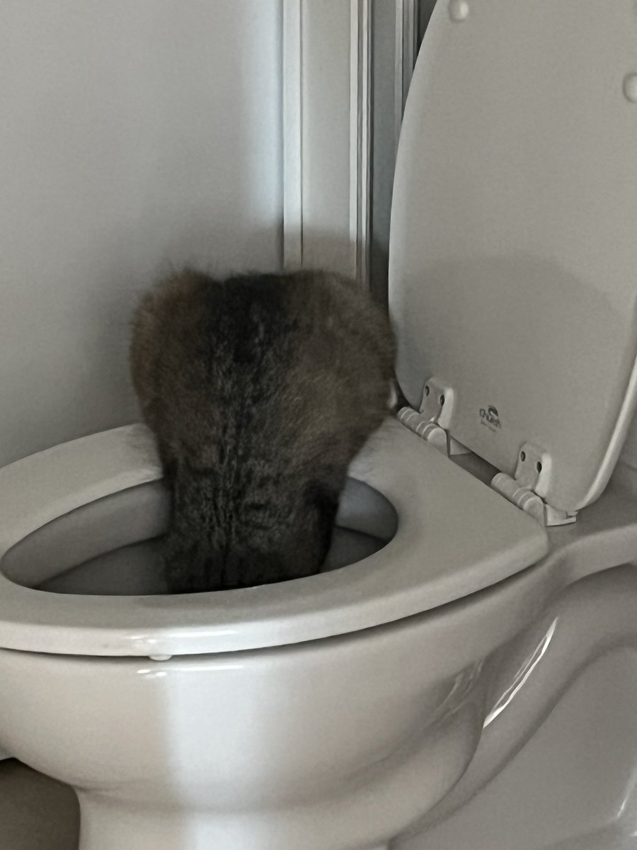 ElenaKSays's tweet image. New #Caturday Friend…but then my lovely little Wildcat brought her boyfriend, Dusty, and lost privileges. Ah well, always love… #straycatstrut