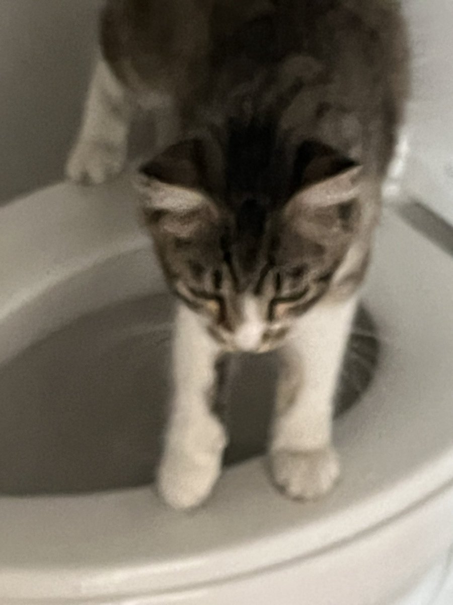 ElenaKSays's tweet image. New #Caturday Friend…but then my lovely little Wildcat brought her boyfriend, Dusty, and lost privileges. Ah well, always love… #straycatstrut