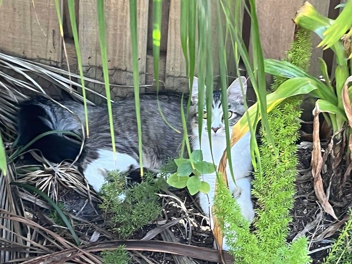 ElenaKSays's tweet image. New #Caturday Friend…but then my lovely little Wildcat brought her boyfriend, Dusty, and lost privileges. Ah well, always love… #straycatstrut