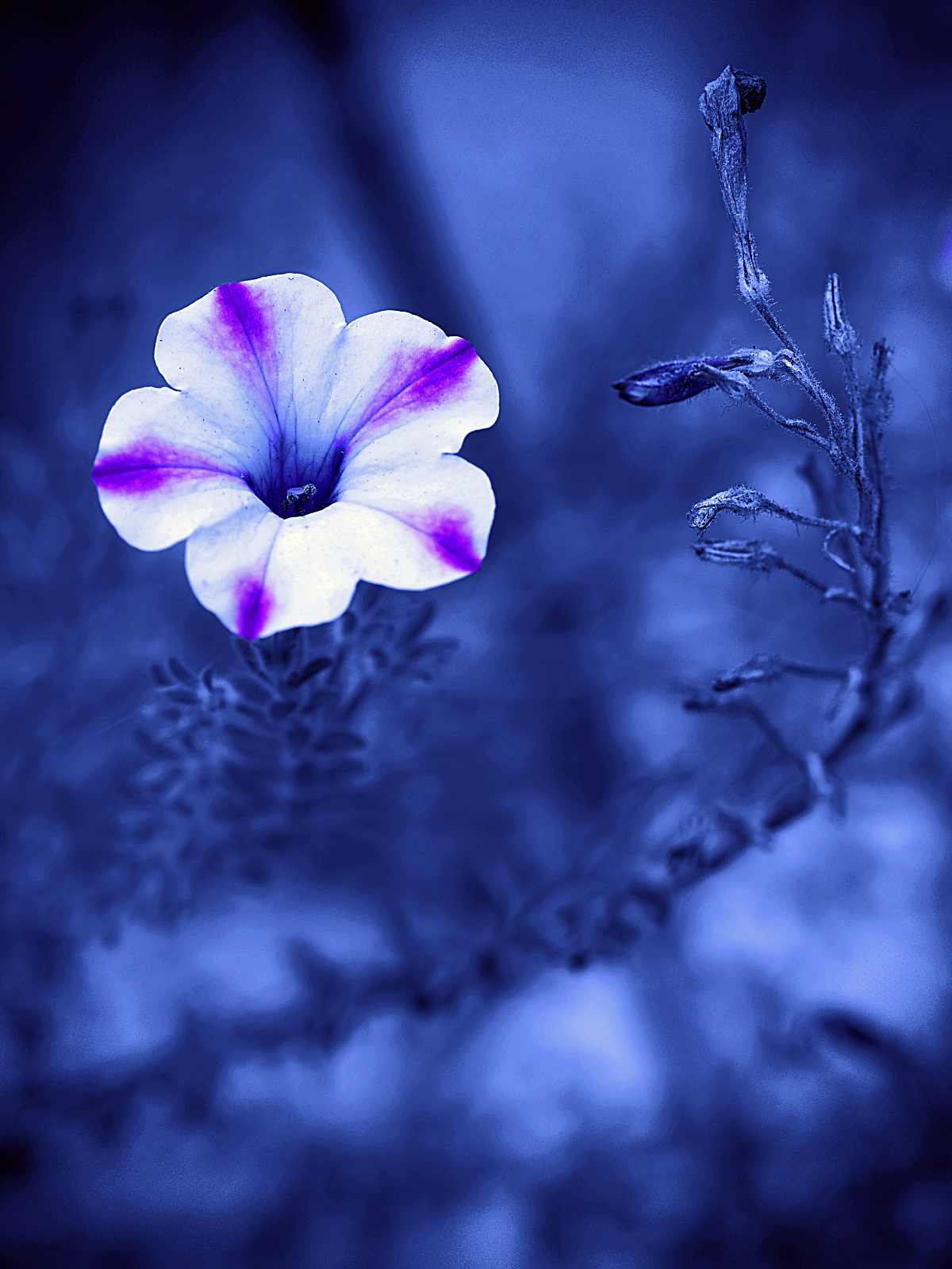 しずく 絹の海に咲く花 T Co 1k7uujhire Twitter