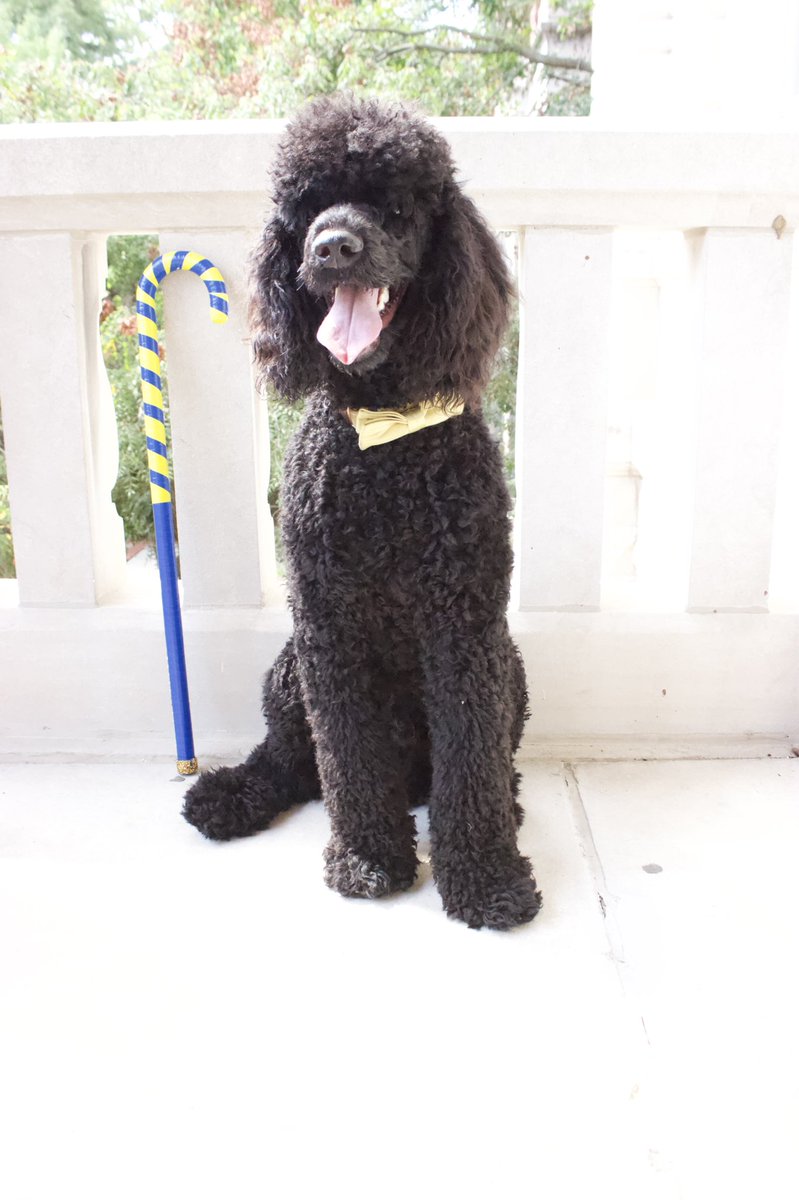 Our poodle pup Ace here to make an appearance!🤗💙