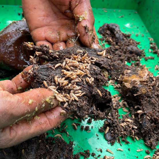 _WingFarm's tweet photo. As a way of improving food production and sustainable food systems, GOK through @kilimoKE should encourage farmers to venture into smallholder insect farming as a source of protein. 
#youth #zerohunger #letsendhunger @ihalalafrica @BsflProtein https://t.co/EL0zypBfhf