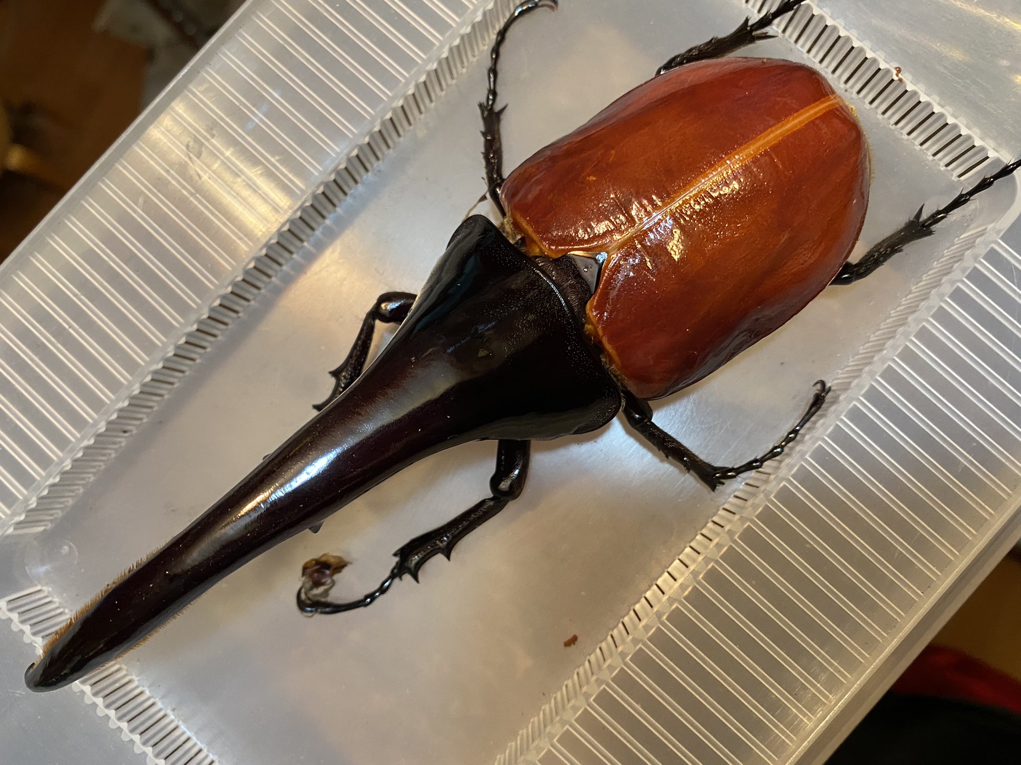 K 7 Dhヘラクレス Ubf60インブリード 3令 超大型幼虫 Www Tokyosushistockholm Com