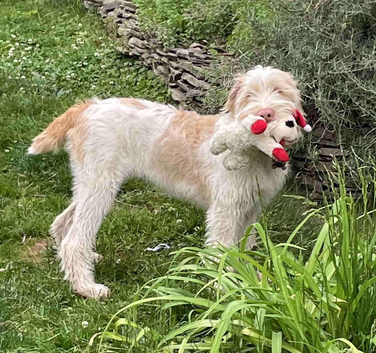 MuddyMollyMu's tweet photo. @MaryJo90237494 Hi Penny it’s nice to meet you! I like your toy! This is one of my favorite toys! https://t.co/nKIFeUk7n6
