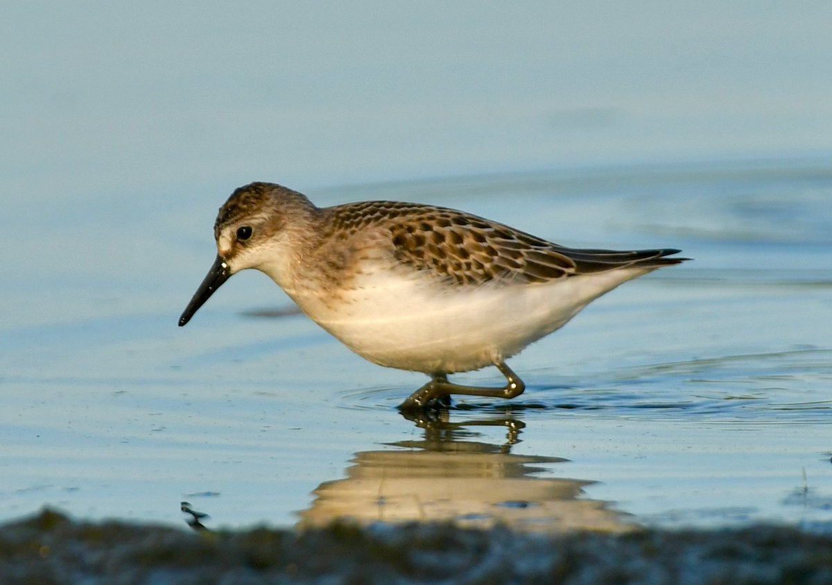 Birds and stuff tweet media