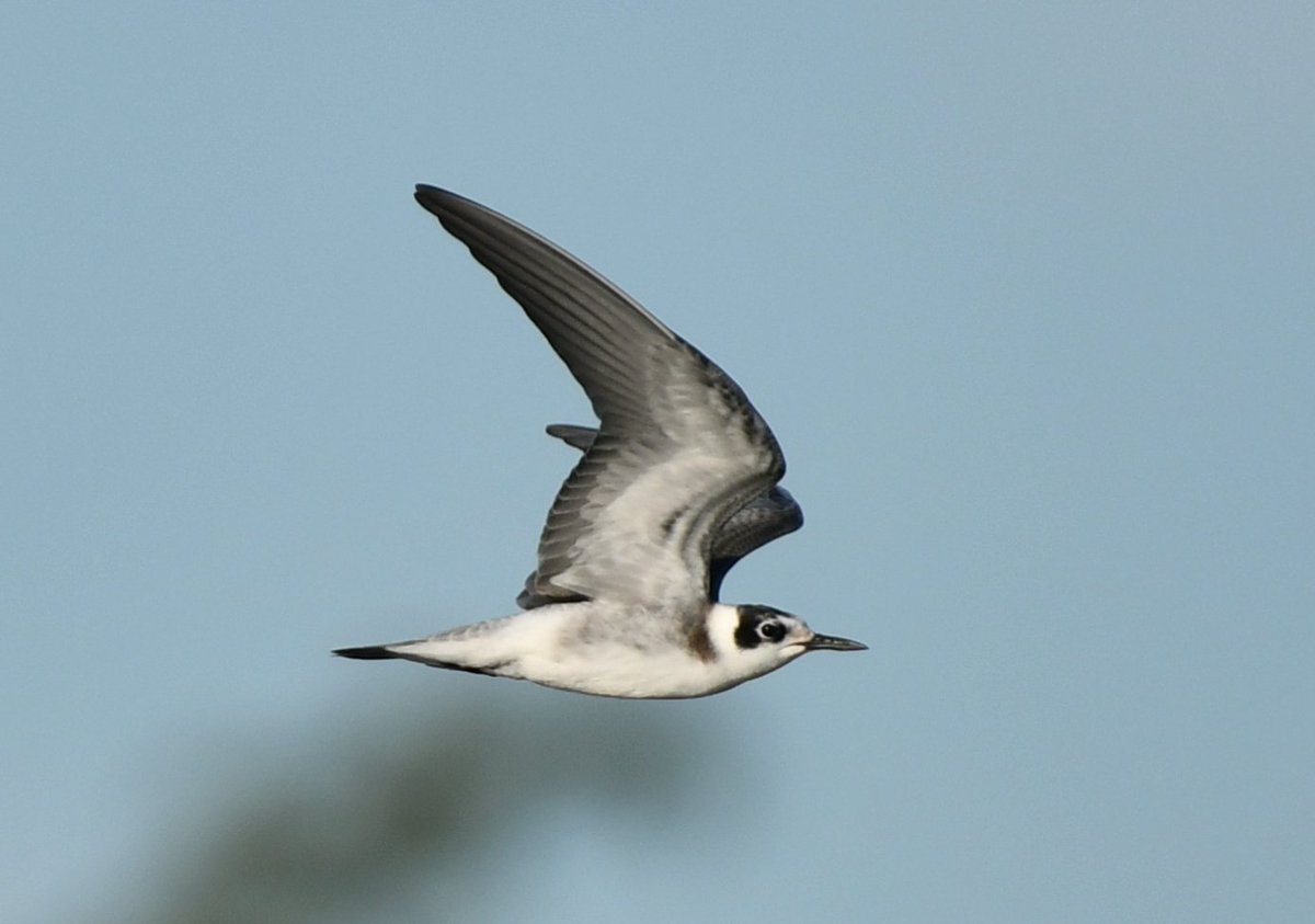 Birds and stuff tweet media