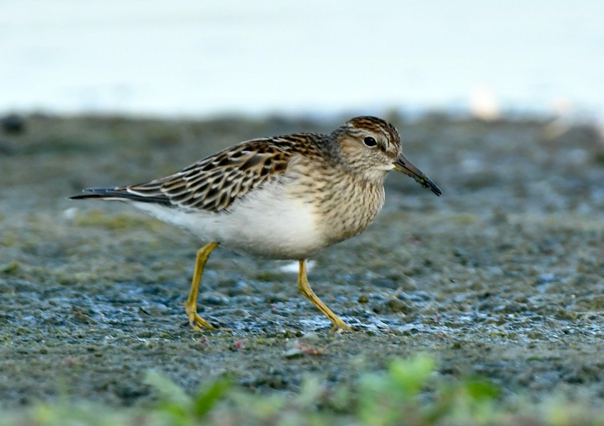 Birds and stuff tweet media