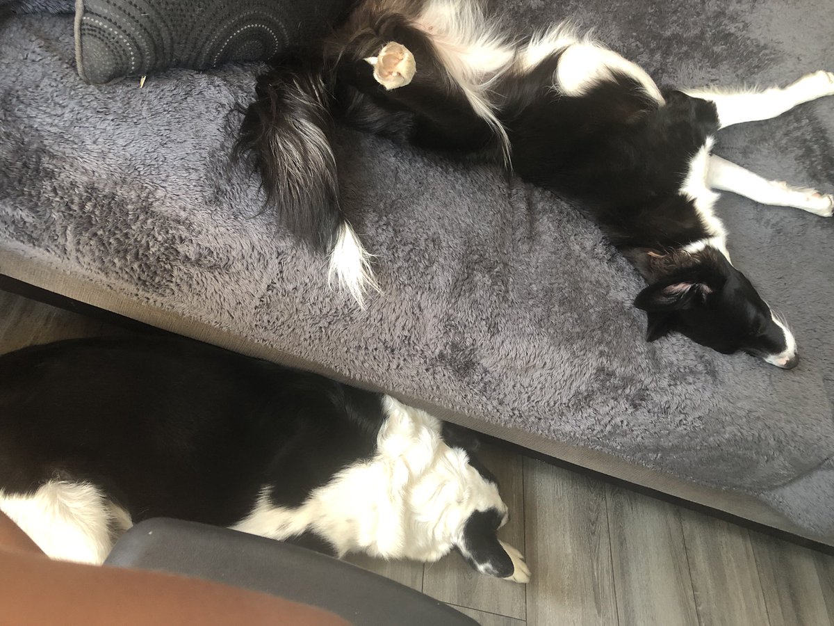 KaiGalang10's tweet photo. @Shibtasticfeels πππ #LetsDogGood #DogsofMandox https://t.co/ey1zNQKX4B