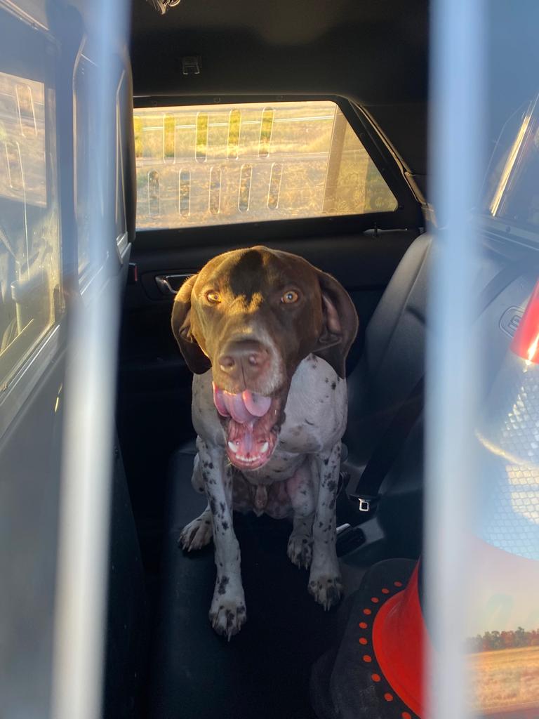 This sweet good boi was found wandering on Hwy 10 near Lorelie by an RPS CTSS member. We are taking him to the Regina Humane Society.  Please retweet so we can find his owner! #lostdog <a href="/reginapolice/">Regina Police</a>