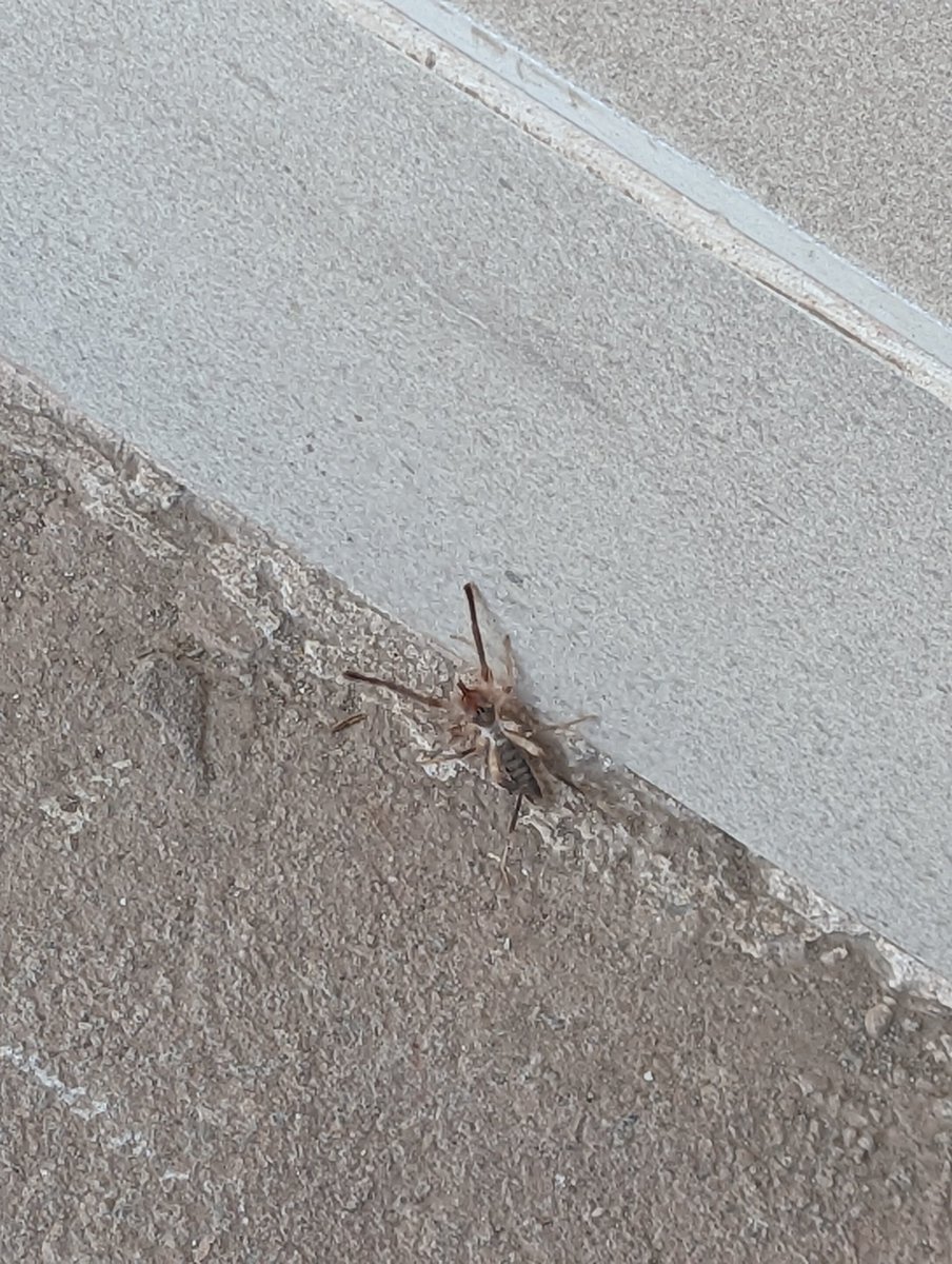 dcg1387's tweet photo. Hola @Arachno_Cosas, me podrías ayudar a identificarla? , es en Torreón, Coahuila https://t.co/1q9p2ywZ3Y