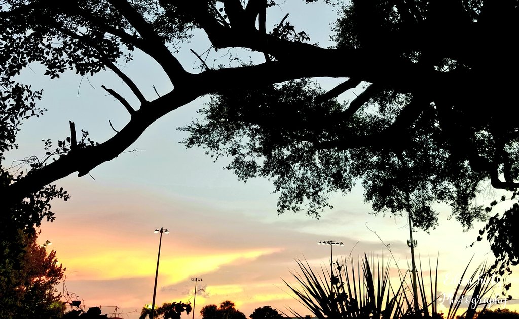 HomeSweetFL1's tweet photo. A pretty sunset from last week๐งก Have a peaceful night and a relaxing day everyone! Till tomorrow..
๐๐ฟ๐๐๐ณ
#sunsetphotography #sunset #sky #throughthetrees #photography #naturephotography #nature #TwitterNatureCommunity https://t.co/T4RsOs13g0