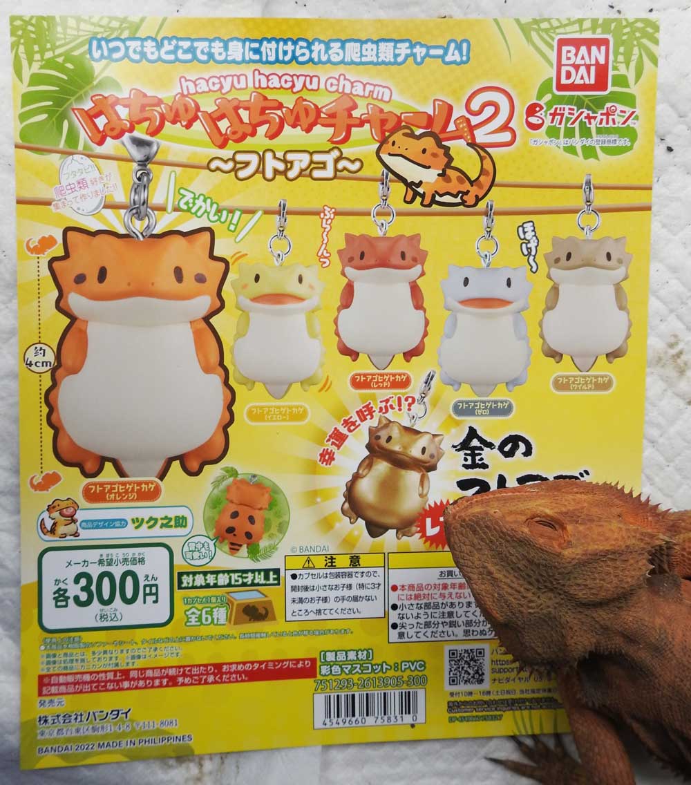 reptilescafe's tweet photo. 雲間から日が差す横浜
お店はマスク・手洗い・消毒の徹底で
営業(11時〜18時、入店17時頃まで)しております
写真は
散策中の #アルゼンチンレッドテグー さんです
#爬虫類カフェ #reptilescafe
#レッドテグー #テグー #RedTegu
#保護ペット #保護爬虫類 #ProtectedPet #ProtectedReptiles https://t.co/c2laUjeZxc