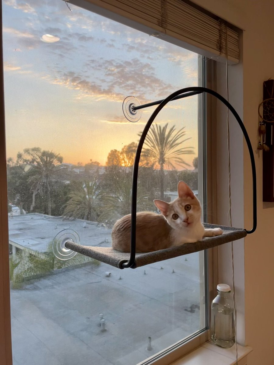 abernie91's tweet photo. ozzy is obsessed with his hammock @tuftandpaw https://t.co/Ct9dFucoRq