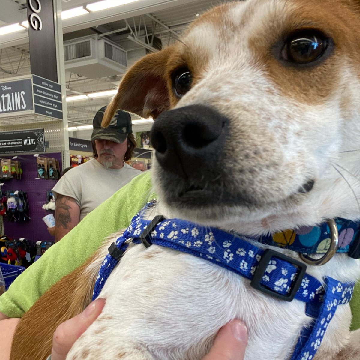 SCARNYorg's tweet photo. Meet Willis! He is only about 9 months old. He is a Chiba (chihuahua x basset hound) from Arkansas. Willis is a bit shy with new people so he needs a little time to warm up to you. Once he trusts you, Willis is very affectionate! He can’t wait to find his pawfect people! https://t.co/kkP4t06bjX