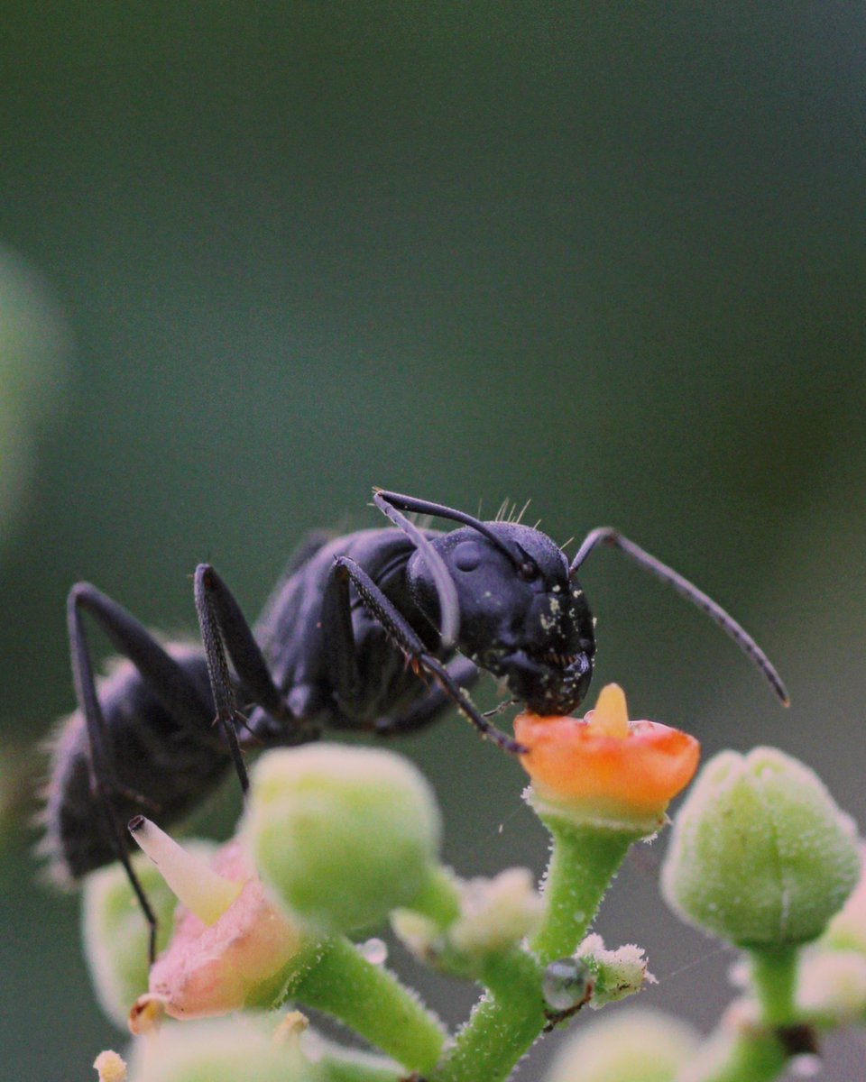 お食事中ですね

#虫 #bug #昆虫 #insect 
#接写 #macro
#macrophotography 
#macroinsect 
#ファインダー越しの私の世界 
#写真好きな人と繋がりたい 
#キリトリセカイ 
#瞬間を切り取る
#日常 #everyday