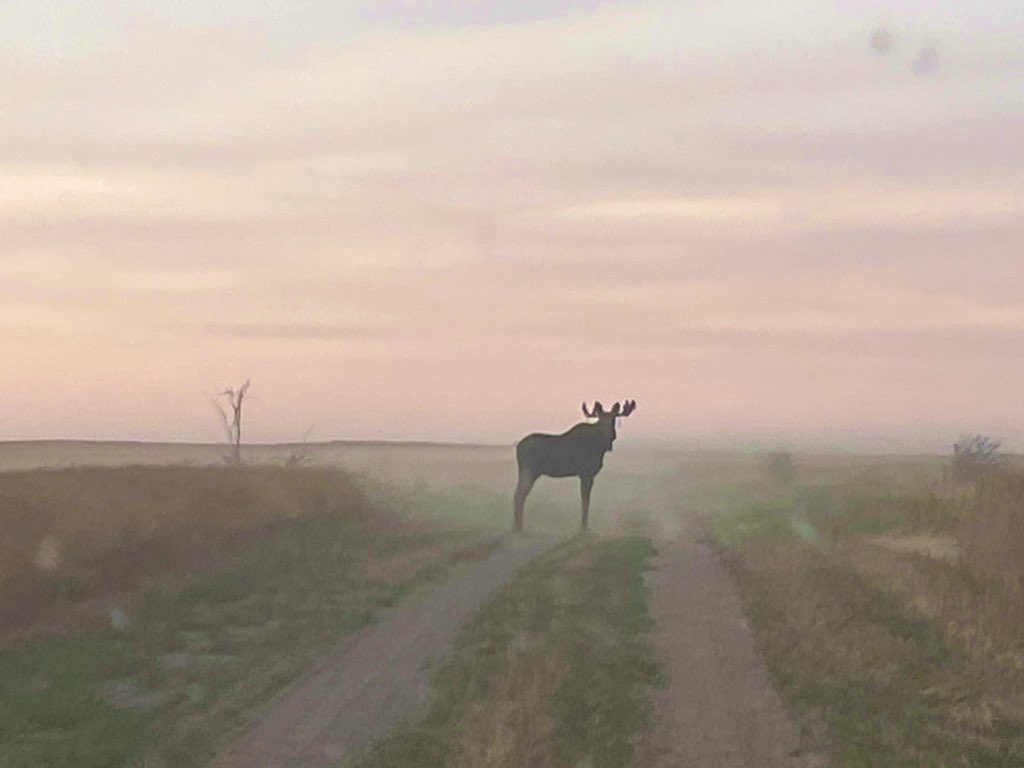 SK backroad traffic jam, the last of 4 males that crossed the trail #sk #saskatchewan #ag #harvest2022