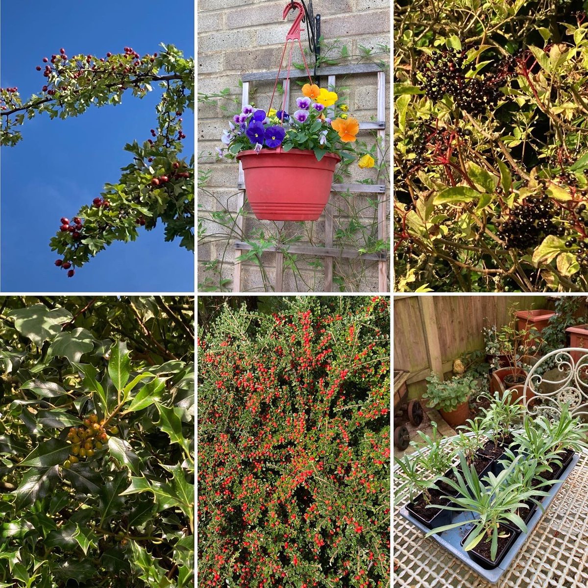 Jan_Lentzos's tweet photo. #SixOnSaturday #InMyGarden #BeeFriendly #WildlifeGarden #HawthornBerries #September #GardenLife #ChangingColours #ConnectWithNature #HangingBasket #Pansies #Jasmine #ByMyWindow #Elderberries #BirdsAndBerries #HollyBerries #ChangingColour #Cotoneaster #RedBerries #WallflowerPlants https://t.co/ERUlZANeuk
