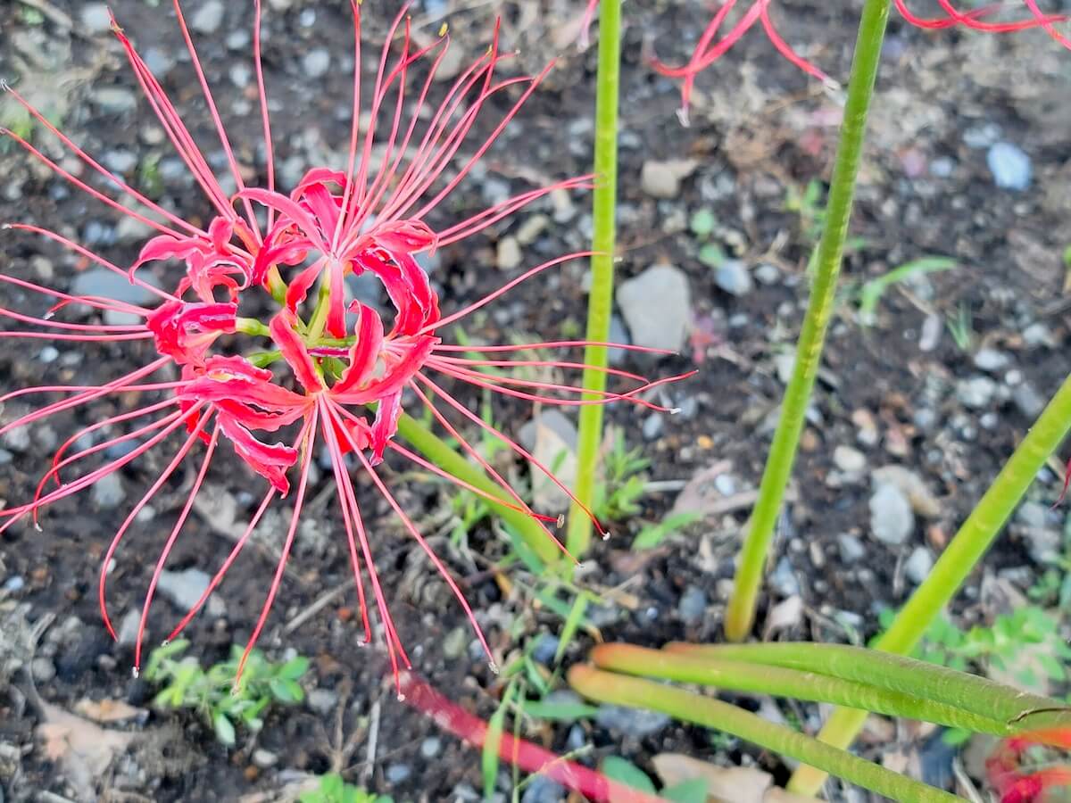 小沢聖史 きよし 芽生える季節の花 芽生える 季節の花は 一日一日 咲き綻び 人々の心を 和ませる 芽生える 季節の花は 咲き綻び 季節の中で 彩られて 芽生える 詩 T Co Yc1thcos0d Twitter 小沢聖史 きよし 芽生える季節の花 芽生える 季節の花は 一日一日 咲き綻び 人々の心を 和ませる 芽生える 季節の花は 咲き綻び 季節の中で 彩られて 芽生える 詩 T Co Yc1thcos0d Twitter