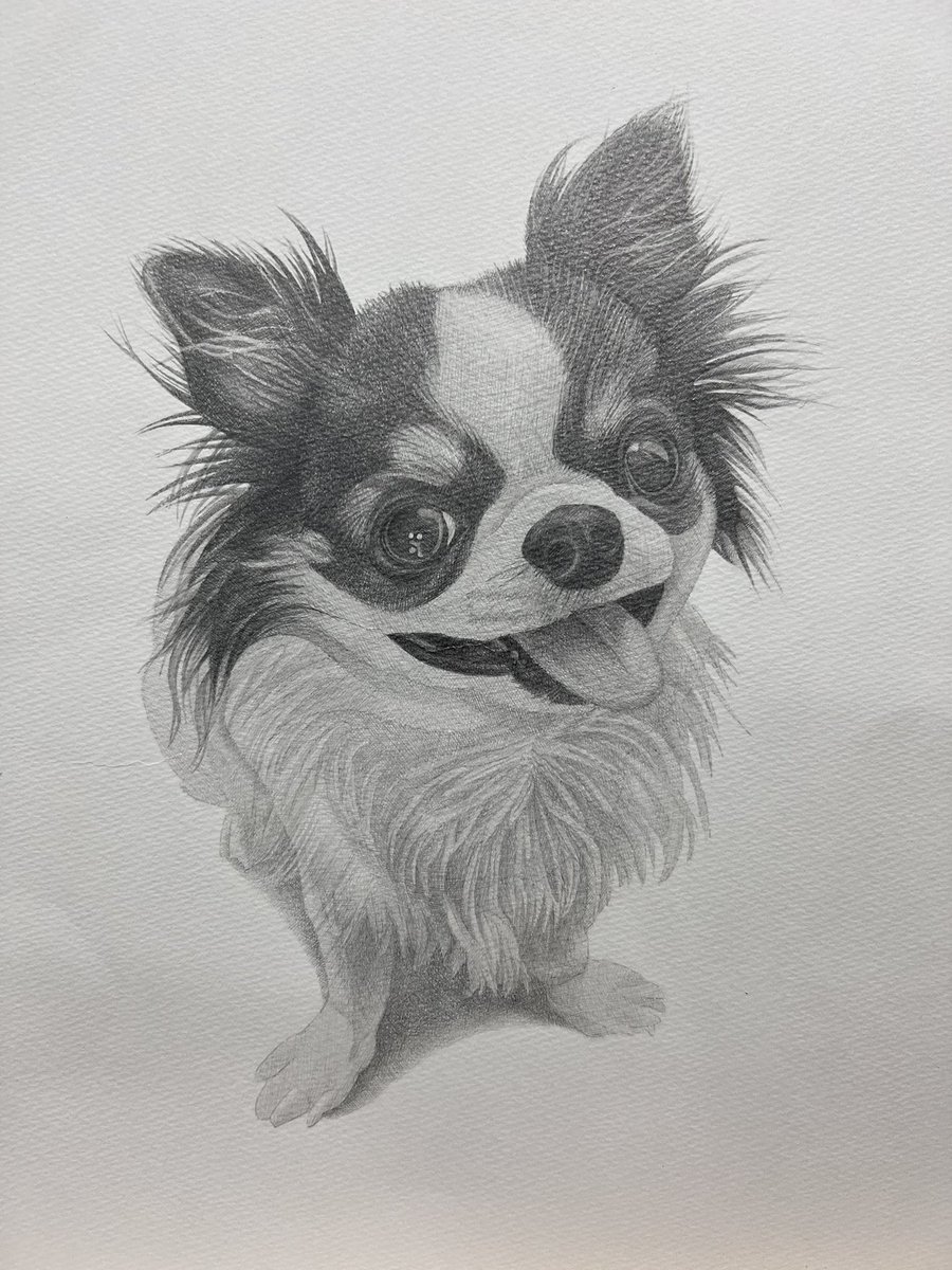 B5 鉛筆画【おすまし】ブラックタンチワワ原画 