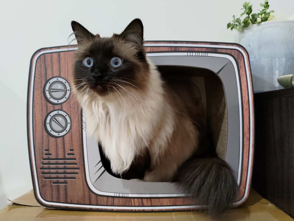 Cielvl_ttv's tweet photo. OMGGG ALDI AU is having these cute AF scratching box for cats. They had a fish truck, ice cream truck and mackerel tins as well. Lola loves it. I'll prob go get more.
#kitty #catsandtunnel #ragdolls #ragdollscat #ragdollkitten #cattv #animals #scratchbox #kitten #cutecat https://t.co/9vVlGe0vV5