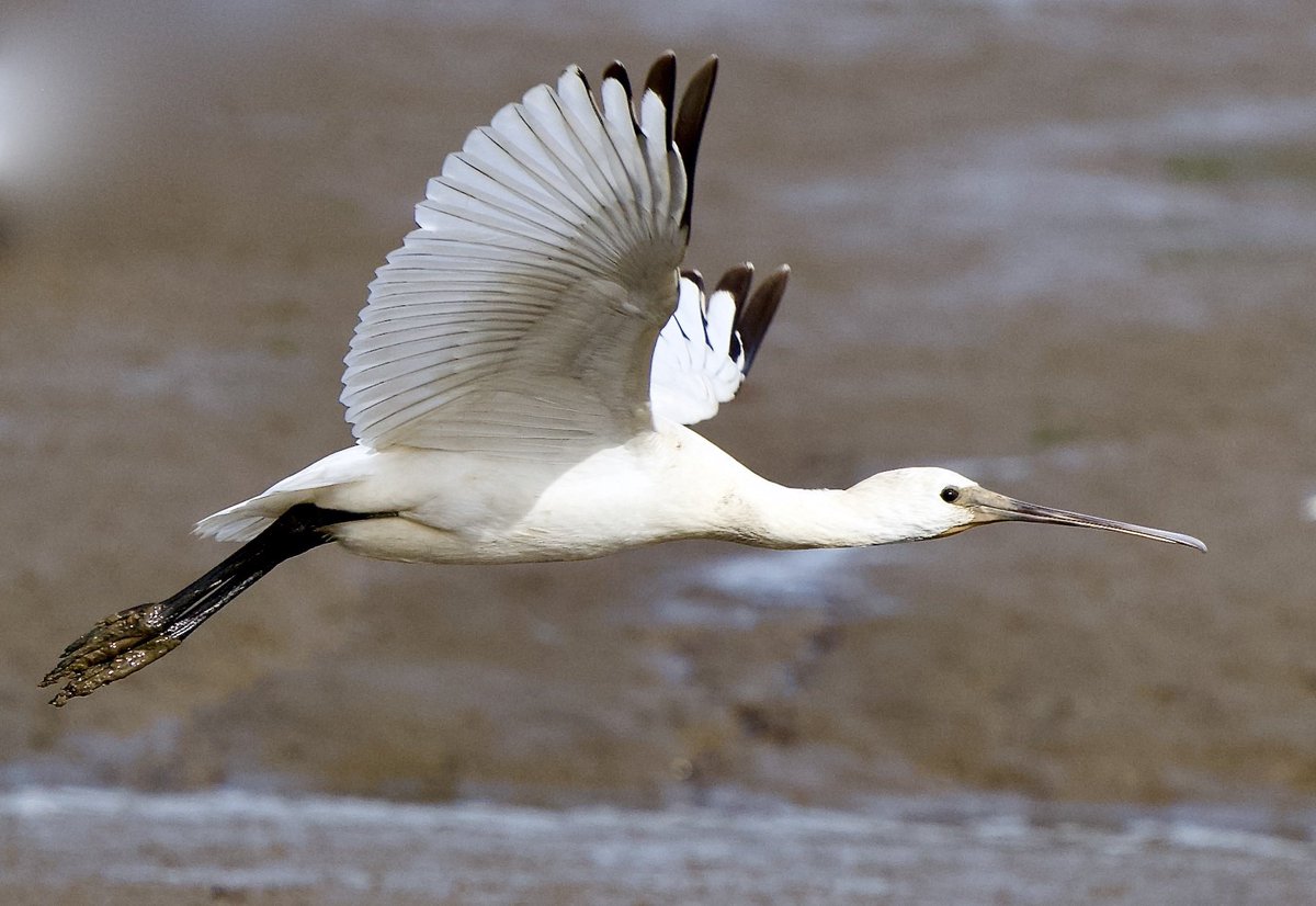 SHG123123's tweet photo. One of the dozen or so Spoonbills on #hazelwoodmarshes @suffolkwildlife #birds 6/9/2022 https://t.co/XnXMa58Ocz