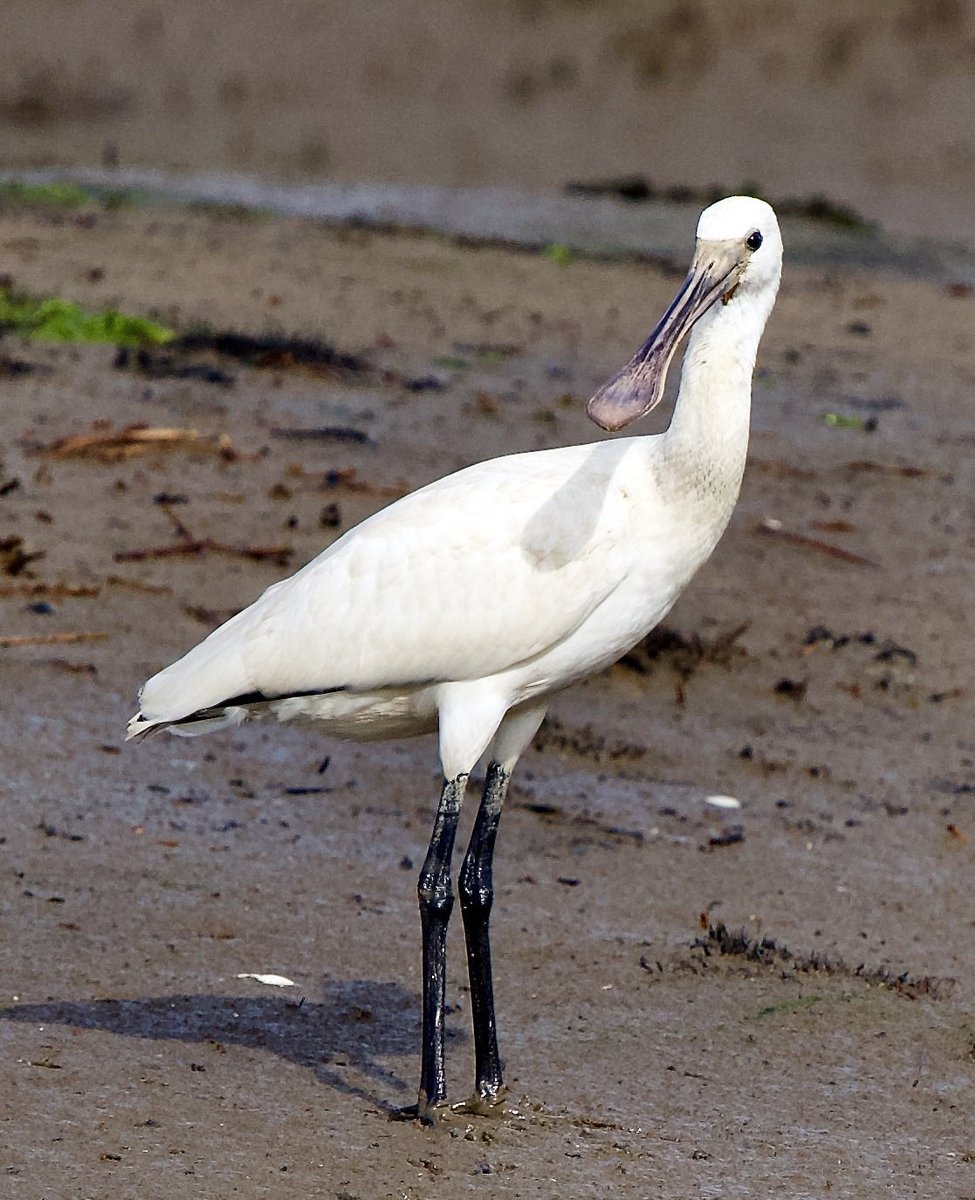 SHG123123's tweet photo. One of the dozen or so Spoonbills on #hazelwoodmarshes @suffolkwildlife #birds 6/9/2022 https://t.co/XnXMa58Ocz