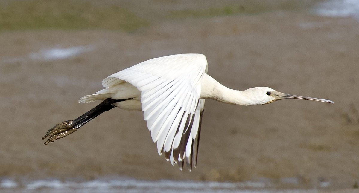 SHG123123's tweet photo. One of the dozen or so Spoonbills on #hazelwoodmarshes @suffolkwildlife #birds 6/9/2022 https://t.co/XnXMa58Ocz
