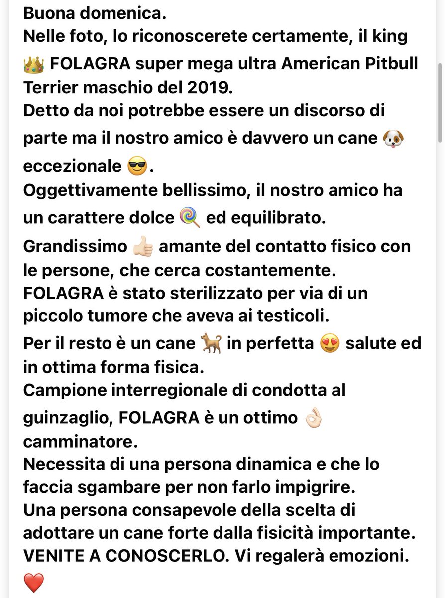 Cinoservizio's tweet photo. #cinoservizio #wearebizzuno #adottaunpitbulldalcanile #adottauncanedalcanile #adoptdontshop #pitbulllovers @AdozioniX @adotta_me @AdottaC @SosArgo @adozioneanimali @PitbullPerAmico @PitBullcause https://t.co/IyTqZ27yNt