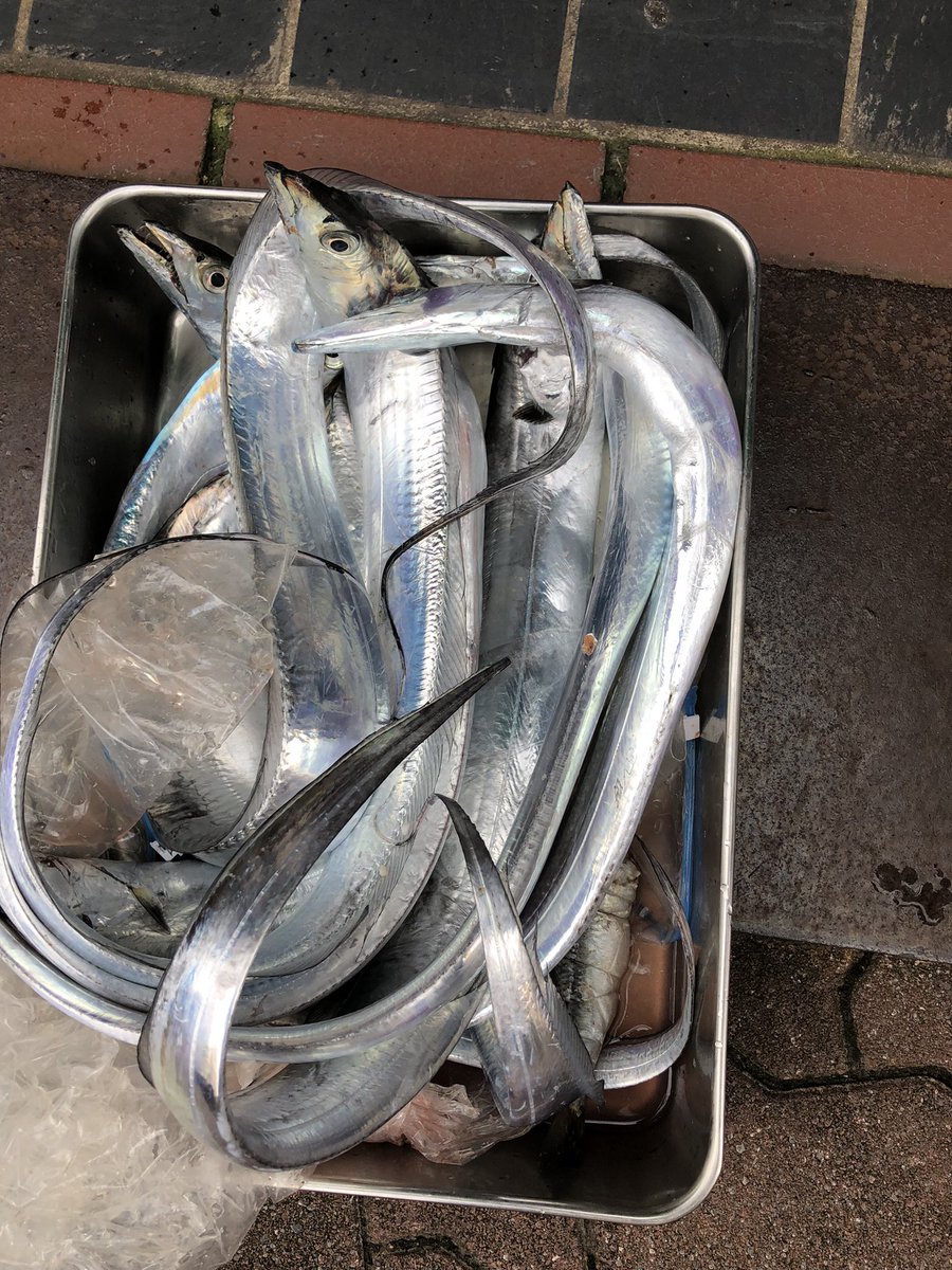 消化不良ですが9本！
イワシは22本使用したので、後は腕が足りないです💦
引き続き修行します！