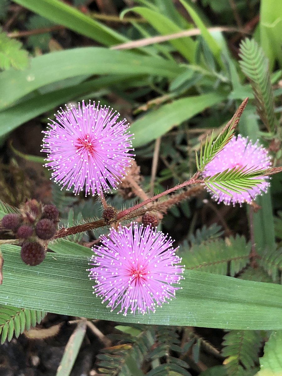 vrundavs's tweet photo. Touch me not…said she!
But I can’t resist…
Love to see how her leaves close…
#Wildflower #pinkispretty #sundaydrive https://t.co/oSDwBYMhUM