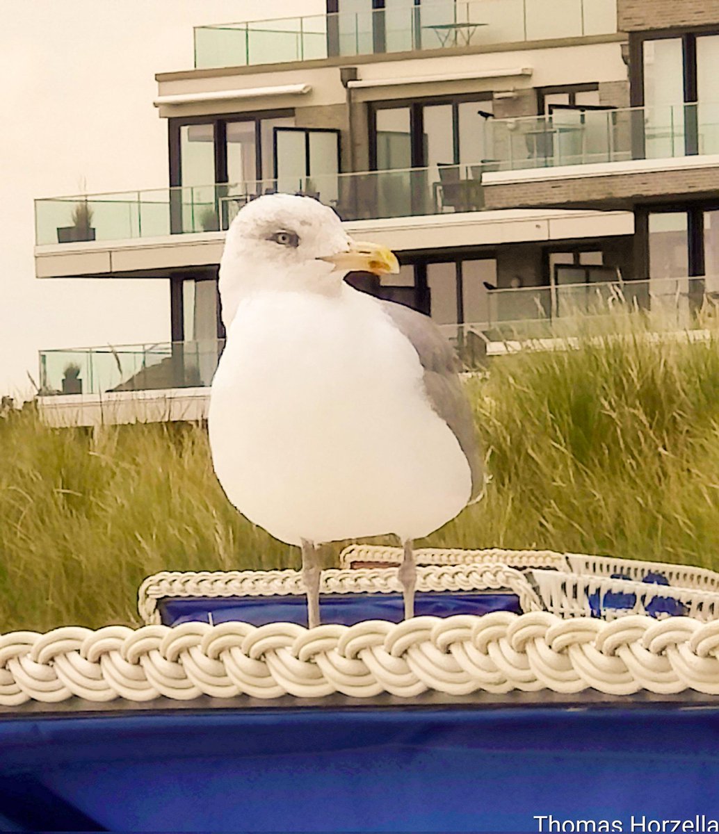 Thomas_Horzella's tweet photo. Zufรคlliges Shooting mit Ursula/ Uschi am schรถnen Ostseestrand in Grรถmitz.
#shootingtime #fotoshooting #model #topmodel #Uschi #Ursula #Seagull #Mรถwe #AnimalCrossing #Animalpic #Animal #Tierfotografie #photography #Ostsee #grรถmitz #beach https://t.co/O26yv3ci1t