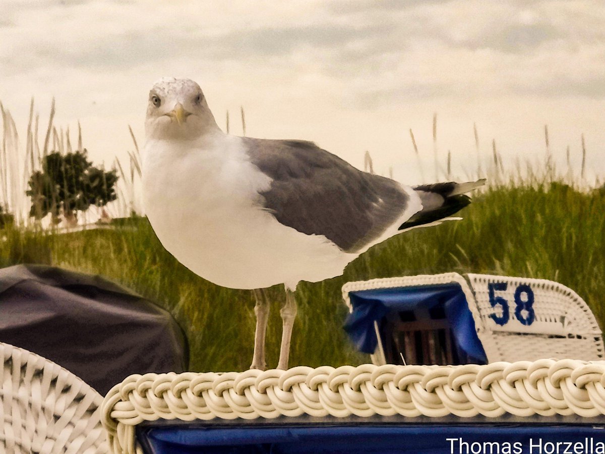 Thomas_Horzella's tweet photo. Zufรคlliges Shooting mit Ursula/ Uschi am schรถnen Ostseestrand in Grรถmitz.
#shootingtime #fotoshooting #model #topmodel #Uschi #Ursula #Seagull #Mรถwe #AnimalCrossing #Animalpic #Animal #Tierfotografie #photography #Ostsee #grรถmitz #beach https://t.co/O26yv3ci1t