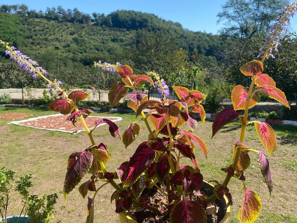 Güneşli Güzel Bir Pazar Sabahından #Günaydınlar …
#Ordu #Mübarekköyü