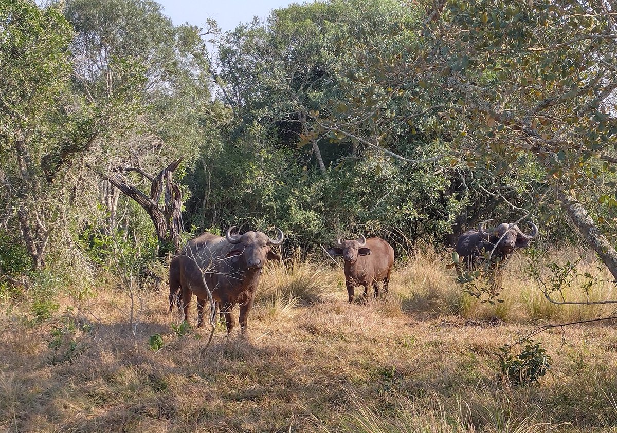 Eliane McCarthy tweet media