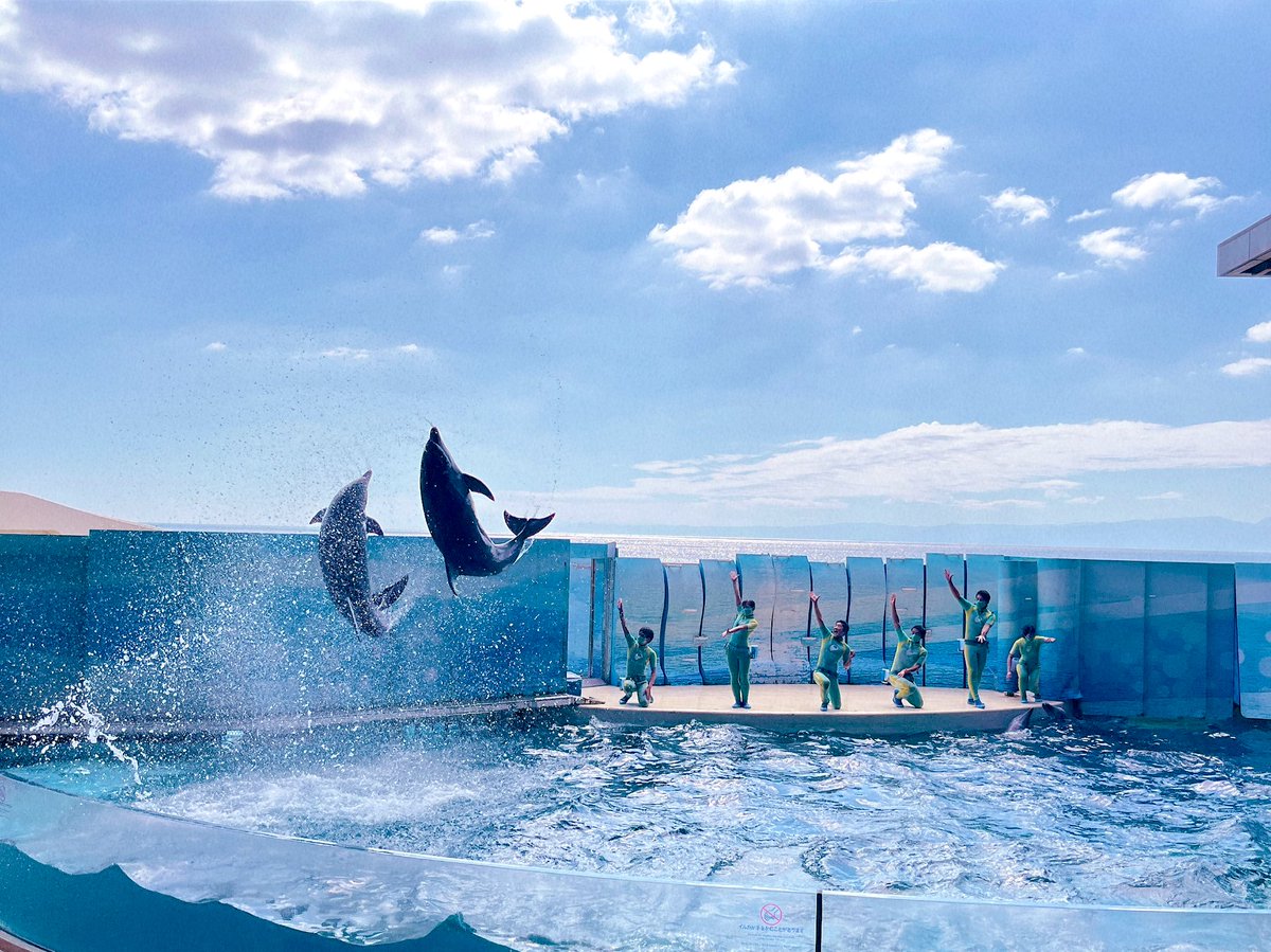 Doudemoiihi's tweet photo. 久しぶりのイルカショー

#えのすい #江ノ島水族館 #イルカショー　#イルカ　#写真好きな人と繋がりたい  #キリトリセカイ #ファインダー越しの私の世界 #photography #coregraphy #iphone https://t.co/log8uBuB1g